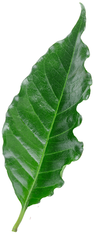 Coffee Leaf